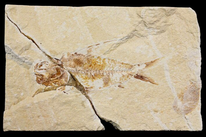 Bargain, Cretaceous Fish (Nematonotus) Fossil - Lebanon #147208